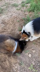 Dog Chomps Delicious Dirt