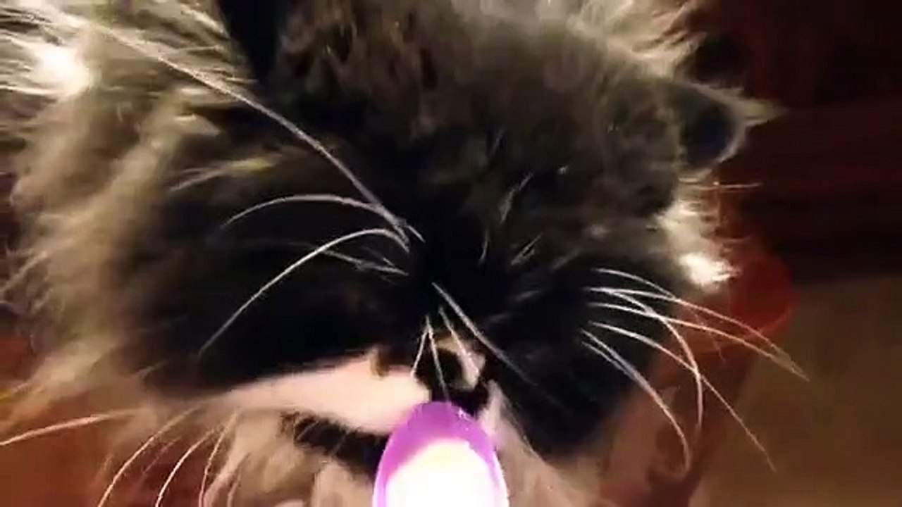 L'amusante réaction d'un chat qui mange trop vite de la glace à la vanille
