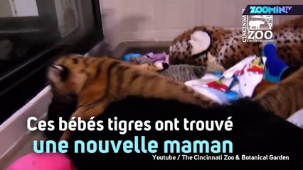 Instant meûgnon : un chien s'occupe de bébés tigres