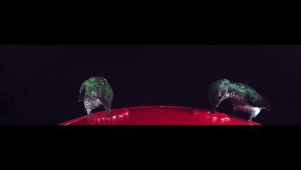 Bee Collides With Hummingbird's Wing