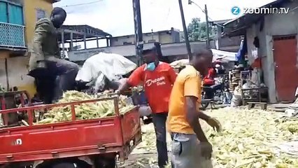 Ils transforment des bananes en charbon écologique !