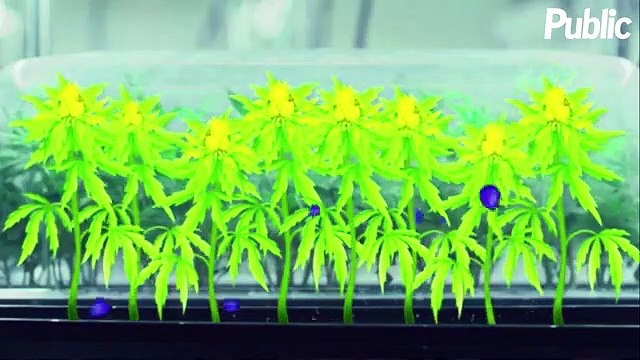 Vidéo : Wiz Khalifa : Son ultime provocation avec le jeu Wiz Khalifa’s Weed Farm !