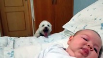 Trop mignon : cet adorable chiot a très envie de voir le bébé de la famille