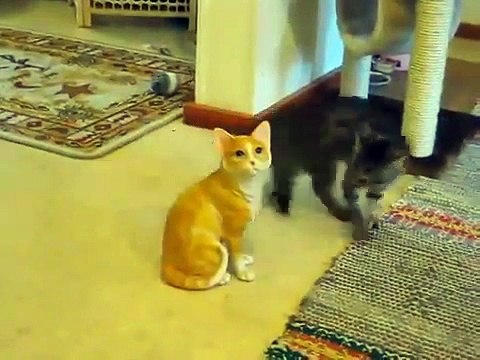 Un chat tente d’intimider une statue de chat