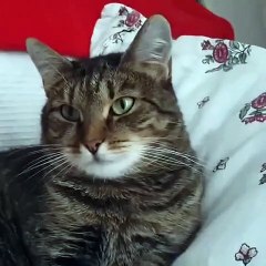 La drôle de réaction d'un chat avec une fleur sur la tête