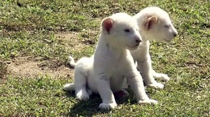 Naissance de deux lions blancs en Corée