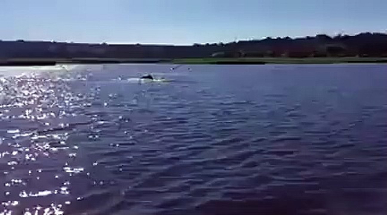 Un hippopotame prend en chasse un bateau de touristes