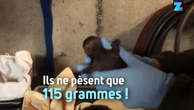 Trop craquant, naissance de deux bébés loutres !