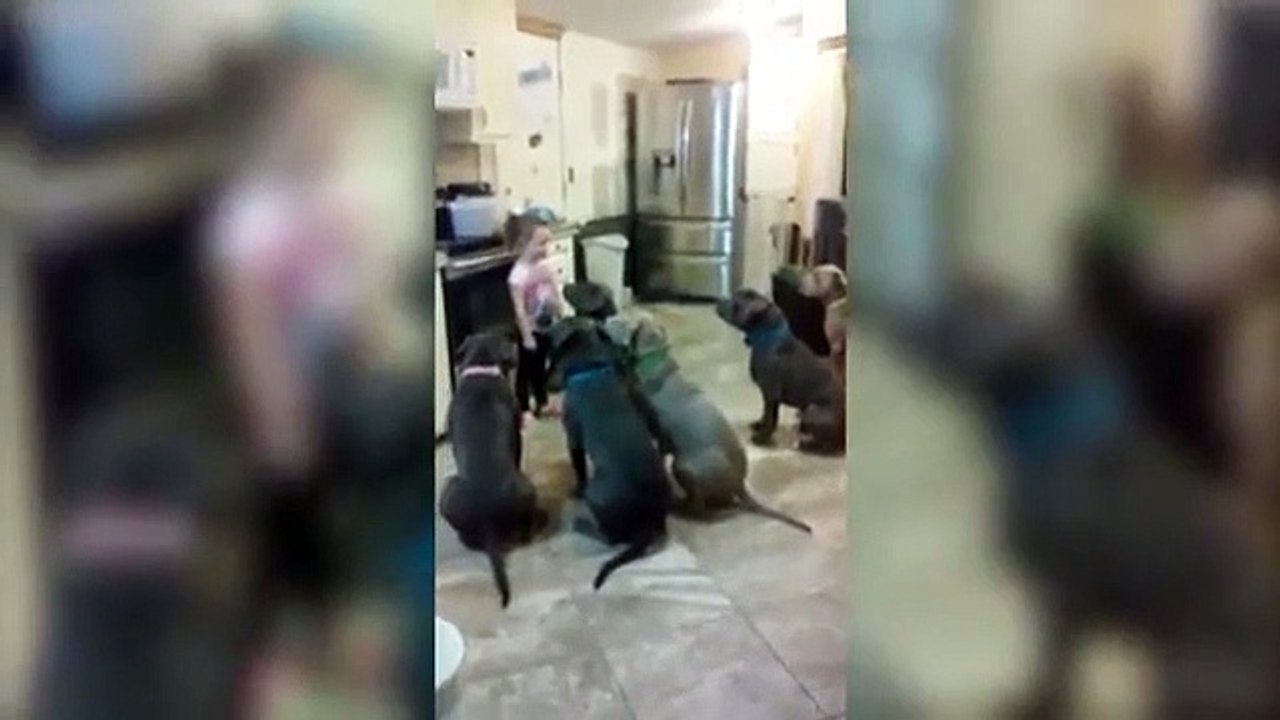 Incroyable : regardez comme cette petite fille contrôle ces six pitbulls !