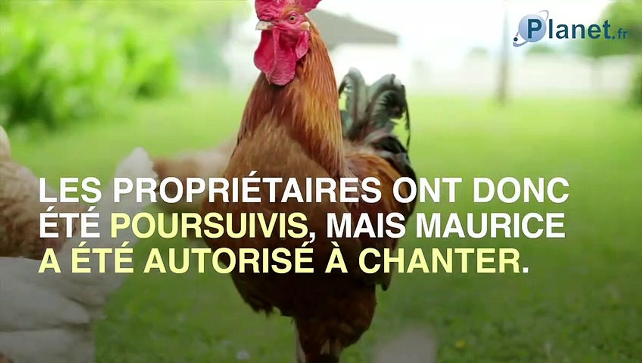 Île d'Oléron : la coq Maurice finalement autorisé à chanter
