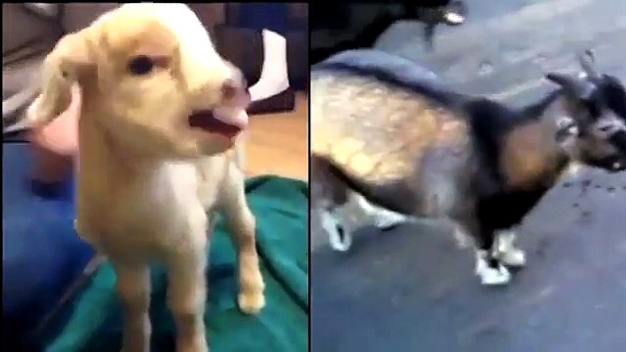 La musique de Game of Thrones avec des chèvres et des moutons