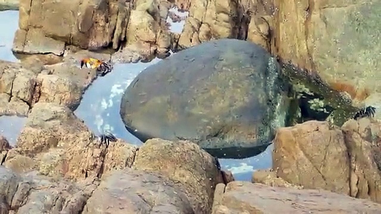 Un poulpe attaque par surprise un crabe