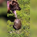 Kaplumbağanın ısırdığı köpeğin tepkisi viral oldu!