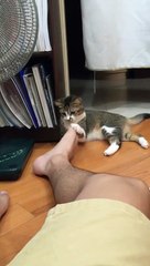 La réaction hilarante d'un chat devant les pieds puants de son maître