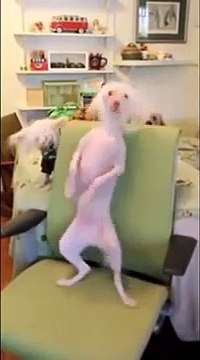 Nathan, le chien chauve qui a le rythme dans la peau