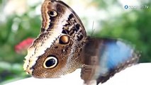 A la rencontre d'un papillon scintillant, le Morpho