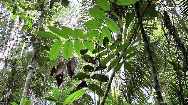 Ebola : des scientifiques découvrent le 'patient nº0'