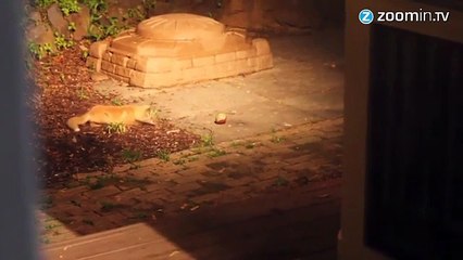 Deux renardeaux pris pour des cambrioleurs !