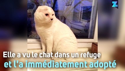 Molly et le chat Otitis se sont bien trouvés !