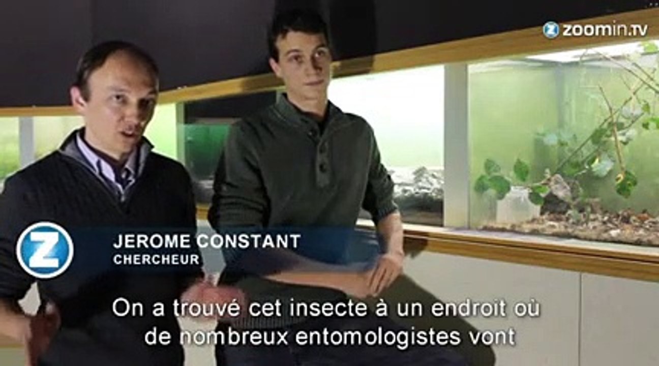 Découverte: voici le 2ème plus long insecte au monde!