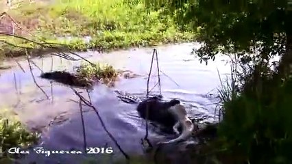Quand un alligator géant mange un autre alligator !