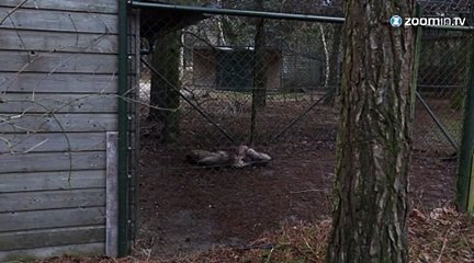 Des bébés guépards trop mignons