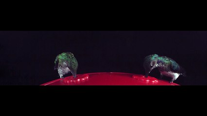 Bee Collides With Hummingbird's Wing