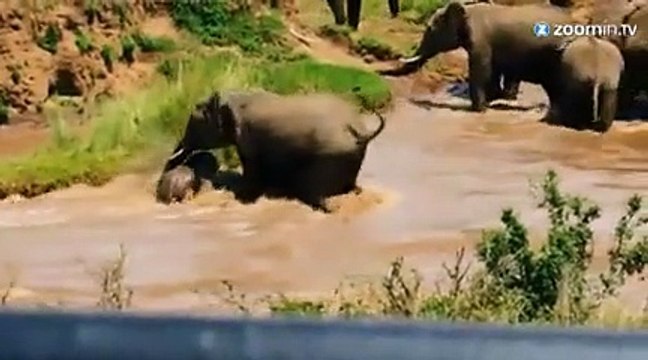 Cet éléphanteau est à deux doigts de la noyade !