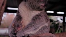 Quand un bébé koala rencontre sa mère pour la première fois