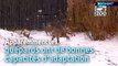 Qui l'eût cru ? Ces guépards adorent la neige !