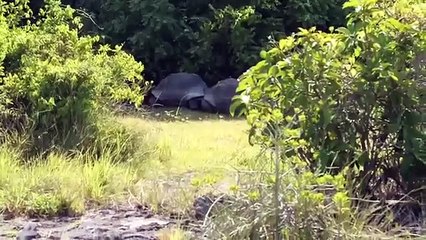 Quand une tortue géante pourchasse un explorateur