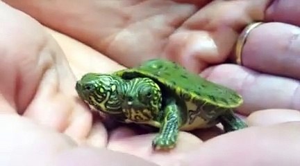 Une tortue à 2 têtes… et 2 personnalités!