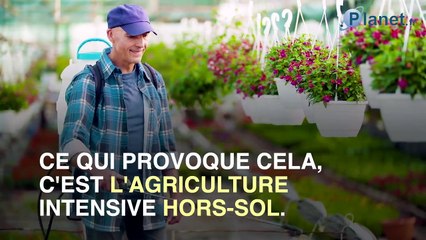 L'agriculture intensive fait apparaître des aurores boréales en Bretagne