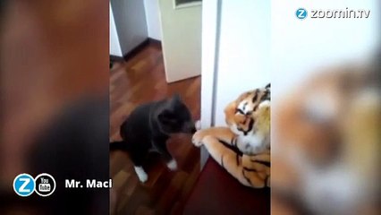 Quand un chat s'en prend à un tigre