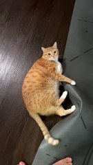 Cat Wants to Practice Yoga Too