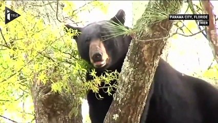Un ours se retrouve coincé dans un arbre