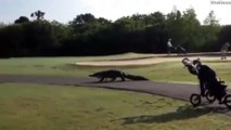 Un énorme alligator se balade sur un parcours de golf