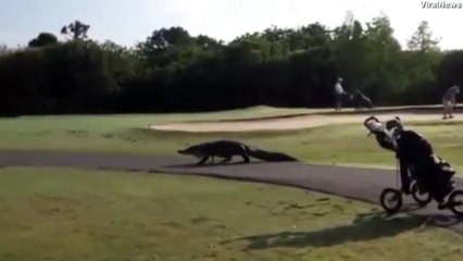 Un énorme alligator se balade sur un parcours de golf