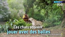 Les lions ne sont vraiment rien que des gros chats