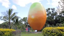 Australie : l’immense statue d’une mangue de dix mètres a été volée