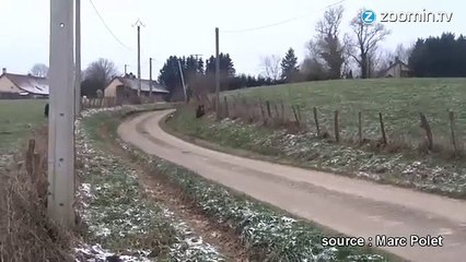 Poney VS sanglier : le combat tant attendu !