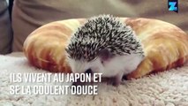 Trop mignons, les petits hérissons !