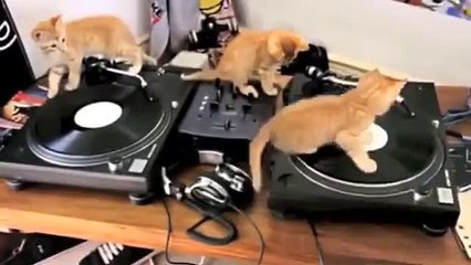 Des chatons qui se prennent pour des DJ