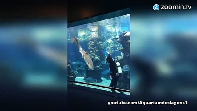 Les requins, eux aussi, ont besoin de câlins