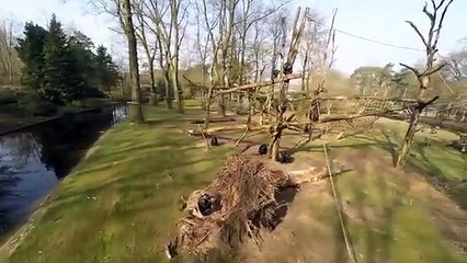 Un chimpanzé attaque un drone en plein vol avec un bâton
