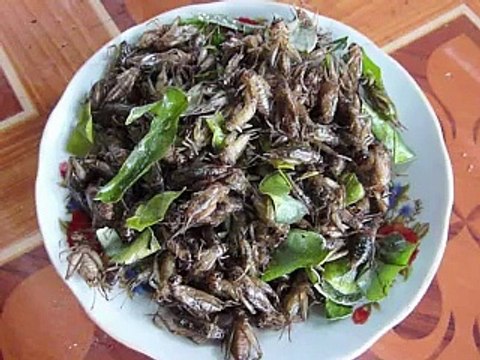 Grillons et vers, espoir des enfants du Laos mal nourris... et de la planète