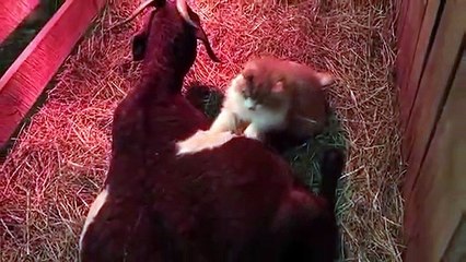 Ce chat massant une chèvre qui attend des petits est la chose la plus mignonne que vous verrez aujourd'hui