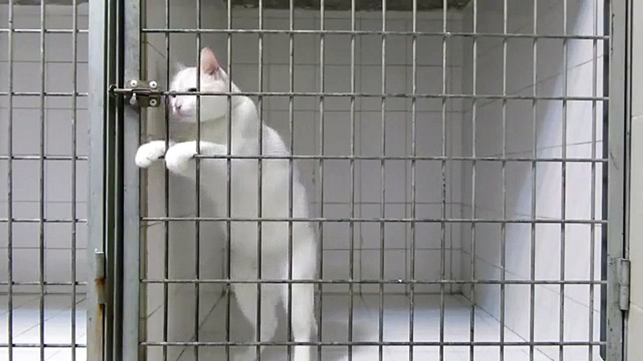 Un chat roi de l'évasion