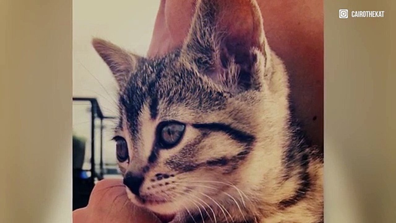 Cairo : Le chat du rappeur Macklemore !