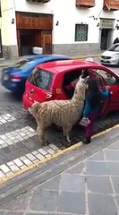 Avez-vous déjà vu un lama prendre un taxi ?